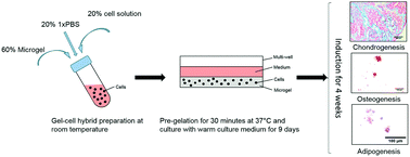 Graphical abstract: Enhanced multi-lineage differentiation of human mesenchymal stem/stromal cells within poly(N-isopropylacrylamide-acrylic acid) microgel-formed three-dimensional constructs