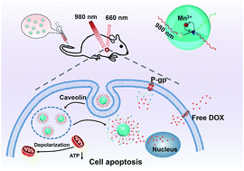 Graphical abstract: Theranostic system based on NaY(Mn)F4:Yb/Er upconversion nanoparticles with multi-drug resistance reversing ability