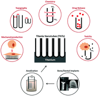 Graphical abstract: Tailoring the immuno-responsiveness of anodized nano-engineered titanium implants