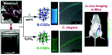 Graphical abstract: Biocompatible fluorescent carbon quantum dots prepared from beetroot extract for in vivo live imaging in C. elegans and BALB/c mice