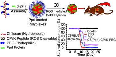 Graphical abstract: A strategy for high radioprotective activity via the assembly of the PprI protein with a ROS-sensitive polymeric carrier
