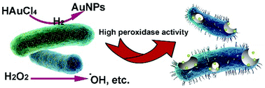 Graphical abstract: Hydrogen-producing hyperthermophilic bacteria synthesized size-controllable fine gold nanoparticles with excellence for eradicating biofilm and antibacterial applications