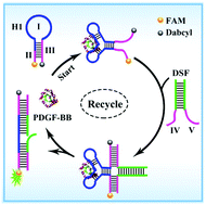 Graphical abstract: A target-responsive autonomous aptamer machine biosensor for enzyme-free and sensitive detection of protein biomarkers