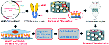 Graphical abstract: Enhanced vascularization of PCL porous scaffolds through VEGF-Fc modification