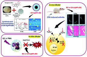 Graphical abstract: Bergenin loaded gum xanthan stabilized silver nanoparticles suppress synovial inflammation through modulation of the immune response and oxidative stress in adjuvant induced arthritic rats