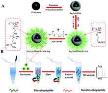 Graphical abstract: PAMA–Arg brush-functionalized magnetic composite nanospheres for highly effective enrichment of phosphorylated biomolecules