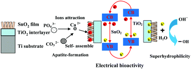 Graphical abstract: Electrically bioactive coating on Ti with bi-layered SnO2–TiO2 hetero-structure for improving osteointegration