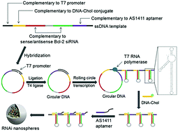 Graphical abstract: Self-assembled RNAi nanoflowers via rolling circle transcription for aptamer-targeted siRNA delivery
