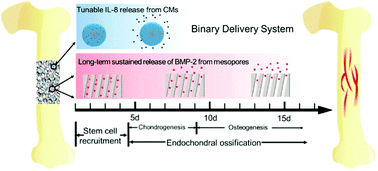 Graphical abstract: MBG scaffolds containing chitosan microspheres for binary delivery of IL-8 and BMP-2 for bone regeneration