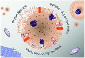 Graphical abstract: The great escape: how cationic polyplexes overcome the endosomal barrier