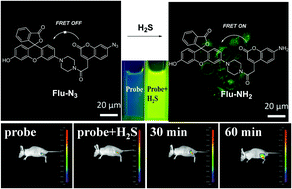 Graphical abstract: A novel FRET-based fluorescent probe for the selective detection of hydrogen sulfide (H2S) and its application for bioimaging