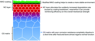 Graphical abstract: Manipulating the degradation behavior and biocompatibility of Mg alloy through a two-step treatment combining sliding friction treatment and micro-arc oxidation