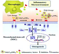 Graphical abstract: Gd@C82(OH)22 harnesses inflammatory regeneration for osteogenesis of mesenchymal stem cells through JNK/STAT3 signaling pathway