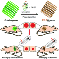 Graphical abstract: Self-assembled proteinaceous wound dressings attenuate secondary trauma and improve wound healing in vivo