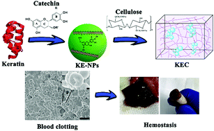 Graphical abstract: Cellulose/keratin–catechin nanocomposite hydrogel for wound hemostasis