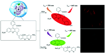 Graphical abstract: Dual-site lysosome-targeted fluorescent probe for separate detection of endogenous biothiols and SO2 in living cells