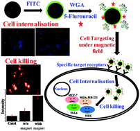 Graphical abstract: Wheat germ agglutinin modified magnetic iron oxide nanocomplex as a cell membrane specific receptor target material for killing breast cancer cells