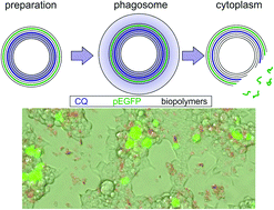 Graphical abstract: Enhanced cytoplasmic release of drug delivery systems: chloroquine as a multilayer and template constituent of layer-by-layer microcarriers