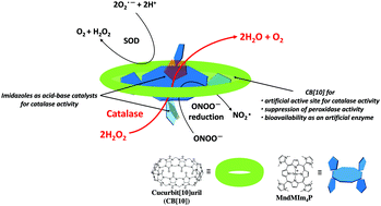 Graphical abstract: New class of artificial enzyme composed of Mn-porphyrin, imidazole, and cucurbit[10]uril toward use as a therapeutic antioxidant