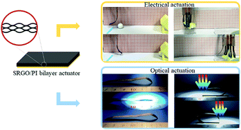 Graphical abstract: A powerful dual-responsive soft actuator and photo-to-electric generator based on graphene micro-gasbags for bioinspired applications