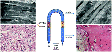 Graphical abstract: Silk fibroin and hydroxyapatite segmented coating enhances graft ligamentization and osseointegration processes of the polyethylene terephthalate artificial ligament in vitro and in vivo