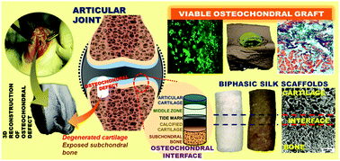 Graphical abstract: Hierarchically structured seamless silk scaffolds for osteochondral interface tissue engineering