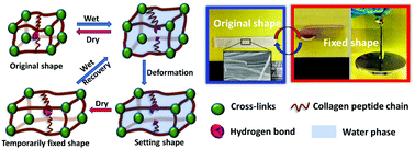 Graphical abstract: Collagen skin, a water-sensitive shape memory material