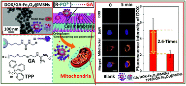 Graphical abstract: Non-peptidic guanidinium-functionalized silica nanoparticles as selective mitochondria-targeting drug nanocarriers