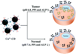 Graphical abstract: Membrane and nucleus targeting for highly sensitive cancer cell detection using pyrophosphate and alkaline phosphatase activity-mediated fluorescence switching of functionalized carbon dots