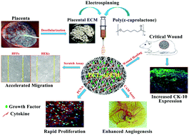Graphical abstract: Polycaprolactone nanofibers functionalized with placental derived extracellular matrix for stimulating wound healing activity