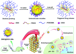 Graphical abstract: Improving the carrier stability and drug loading of unimolecular micelle-based nanotherapeutics for acid-activated drug delivery and enhanced antitumor therapy