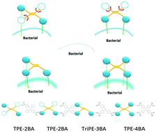 Graphical abstract: Detecting live bacteria instantly utilizing AIE strategies