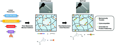 Graphical abstract: Orthogonal click reactions enable the synthesis of ECM-mimetic PEG hydrogels without multi-arm precursors