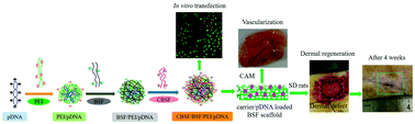 Graphical abstract: Cationized Bombyx mori silk fibroin as a delivery carrier of the VEGF165–Ang-1 coexpression plasmid for dermal tissue regeneration