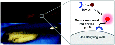 Graphical abstract: Time-lapse imaging of cell death in cell culture and whole living organisms using turn-on deep-red fluorescent probes