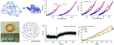 Graphical abstract: Using single molecule force spectroscopy to facilitate a rational design of Ca2+-responsive β-roll peptide-based hydrogels