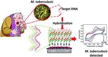 Graphical abstract: Reduced graphene oxide nanoribbon immobilized gold nanoparticle based electrochemical DNA biosensor for the detection of Mycobacterium tuberculosis