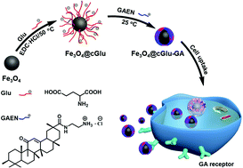 Graphical abstract: Iron oxide nanoparticles for targeted imaging of liver tumors with ultralow hepatotoxicity