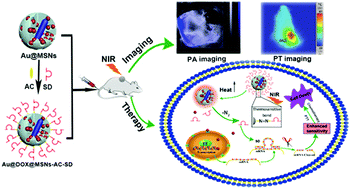 Graphical abstract: A NIR-light activated nanoplatform for sensitizing triple negative breast cancer against therapeutic resistance to enhance the treatment effect