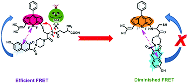 Graphical abstract: Selective tracking of ovarian-cancer-specific γ-glutamyltranspeptidase using a ratiometric two-photon fluorescent probe