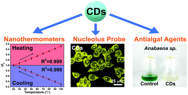 Graphical abstract: Multifunctional carbon dot for lifetime thermal sensing, nucleolus imaging and antialgal activity