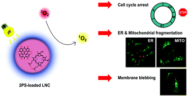 Graphical abstract: Improved photodynamic effect through encapsulation of two photosensitizers in lipid nanocapsules