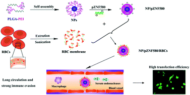 Graphical abstract: Red-blood-cell-mimetic gene delivery systems for long circulation and high transfection efficiency in ECs