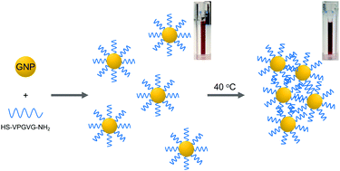 Graphical abstract: Short elastin-like peptide-functionalized gold nanoparticles that are temperature responsive under near-physiological conditions