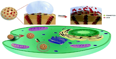 Graphical abstract: Wetting transition in nanochannels for biomimetic free-blocking on-demand drug transport