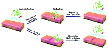 Graphical abstract: Dual water-healable zwitterionic polymer coatings for anti-biofouling surfaces