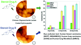 Graphical abstract: Chitosan oligosaccharide lactate coated hydroxyapatite nanoparticles as a vehicle for the delivery of steroid drugs and the targeting of breast cancer cells