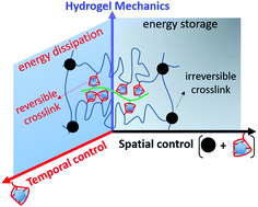 Graphical abstract: Manipulating the mechanical properties of biomimetic hydrogels with multivalent host–guest interactions