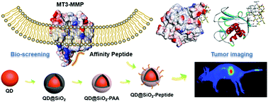 Graphical abstract: Quantum dots tethered membrane type 3 matrix metalloproteinase-targeting peptide for tumor optical imaging