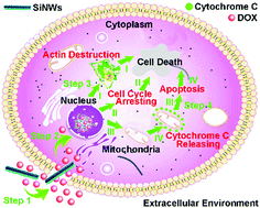 Graphical abstract: Synergistic effects between silicon nanowires and doxorubicin at non-toxic doses lead to high-efficacy destruction of cancer cells